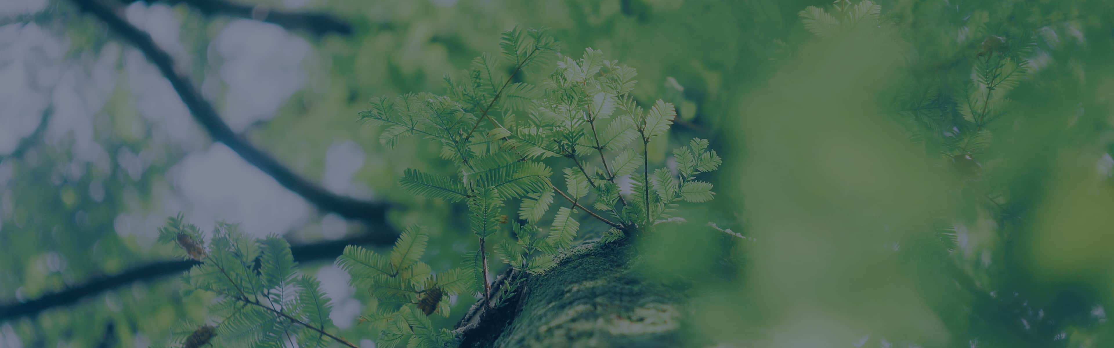 homeCore corporateSpirit